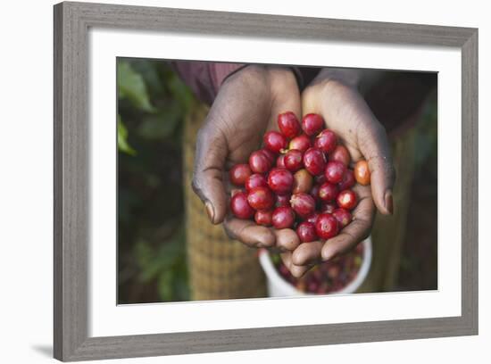 Handful of Coffee Cherries-Paul Souders-Framed Photographic Print