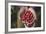 Handful of Coffee Cherries-Paul Souders-Framed Photographic Print