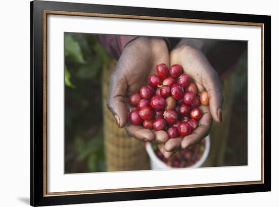 Handful of Coffee Cherries-Paul Souders-Framed Photographic Print