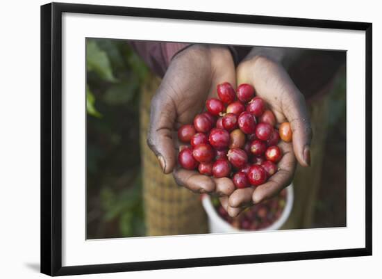 Handful of Coffee Cherries-Paul Souders-Framed Photographic Print