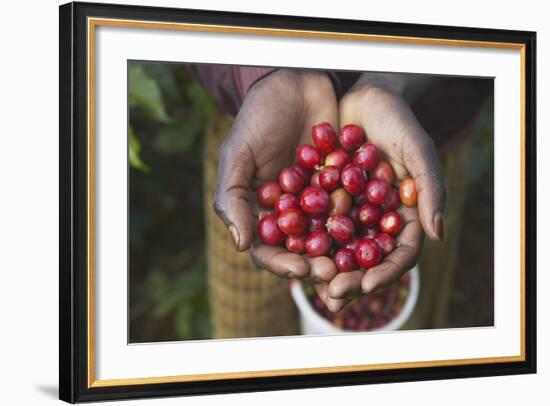 Handful of Coffee Cherries-Paul Souders-Framed Photographic Print