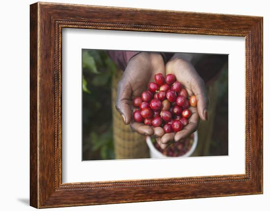 Handful of Coffee Cherries-Paul Souders-Framed Photographic Print