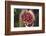 Handful of Coffee Cherries-Paul Souders-Framed Photographic Print