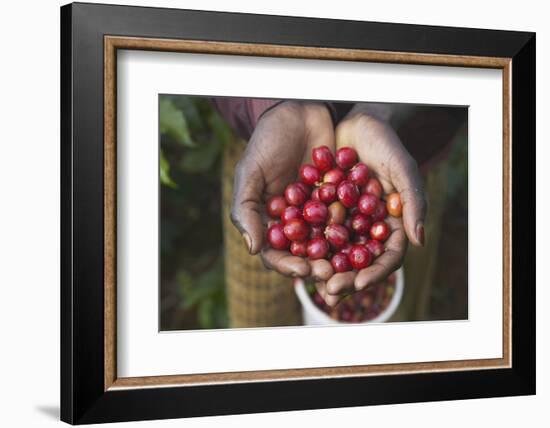 Handful of Coffee Cherries-Paul Souders-Framed Photographic Print