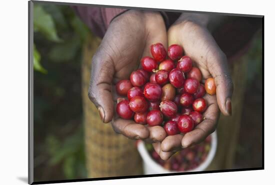 Handful of Coffee Cherries-Paul Souders-Mounted Photographic Print