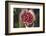 Handful of Coffee Cherries-Paul Souders-Framed Photographic Print