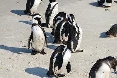 African Penguins at Simonstown (South Africa)-HandmadePictures-Mounted Photographic Print