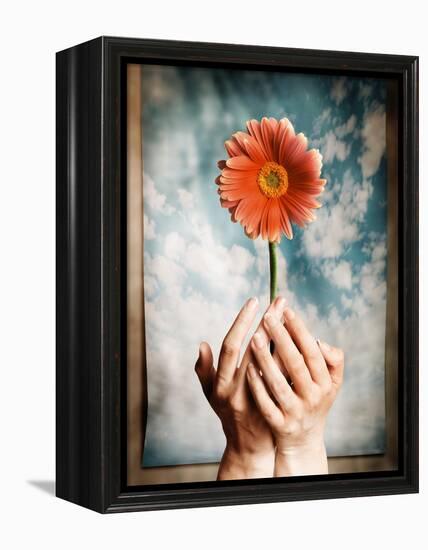 Hands Holding a Gerbera Daisy-Colin Anderson-Framed Premier Image Canvas