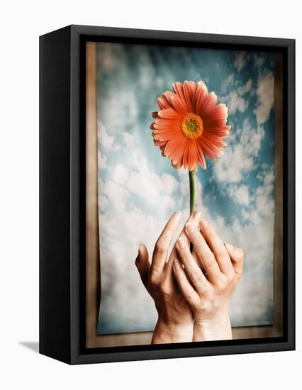 Hands Holding a Gerbera Daisy-Colin Anderson-Framed Premier Image Canvas