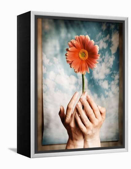 Hands Holding a Gerbera Daisy-Colin Anderson-Framed Premier Image Canvas