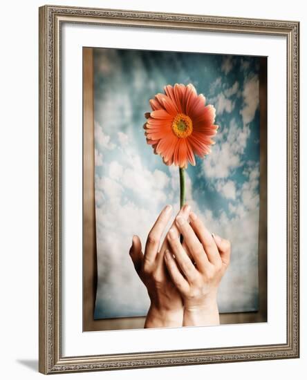 Hands Holding a Gerbera Daisy-Colin Anderson-Framed Photographic Print