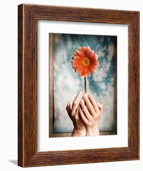 Hands Holding a Gerbera Daisy-Colin Anderson-Framed Photographic Print