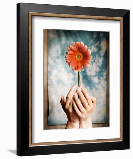 Hands Holding a Gerbera Daisy-Colin Anderson-Framed Photographic Print