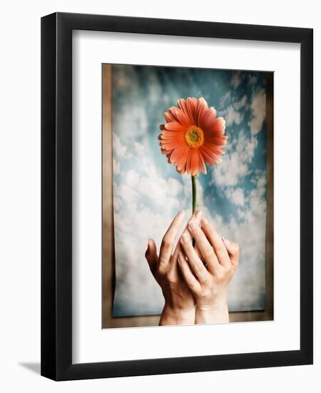 Hands Holding a Gerbera Daisy-Colin Anderson-Framed Photographic Print