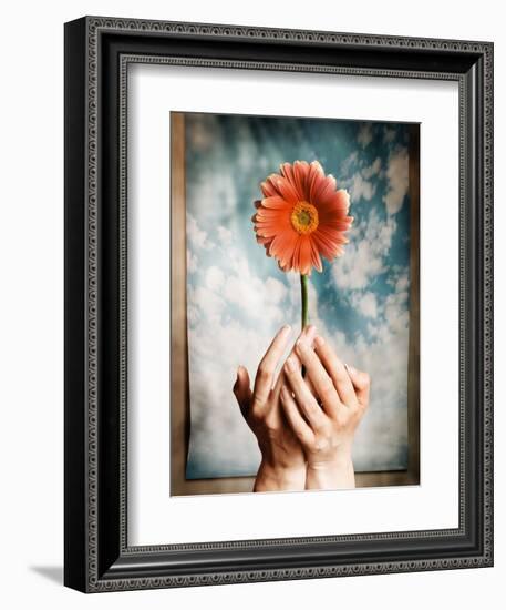 Hands Holding a Gerbera Daisy-Colin Anderson-Framed Photographic Print