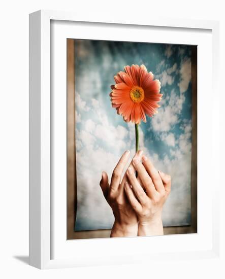 Hands Holding a Gerbera Daisy-Colin Anderson-Framed Photographic Print