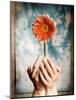 Hands Holding a Gerbera Daisy-Colin Anderson-Mounted Photographic Print