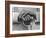 Hands of a Construction Worker, Mexico, 1926-Tina Modotti-Framed Photographic Print