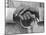 Hands of a Construction Worker, Mexico, 1926-Tina Modotti-Mounted Photographic Print