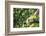 Hands of a Tea Picker Picking Tea in the Sri Lanka Central Highlands, Tea Country, Sri Lanka, Asia-Matthew Williams-Ellis-Framed Photographic Print