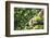 Hands of a Tea Picker Picking Tea in the Sri Lanka Central Highlands, Tea Country, Sri Lanka, Asia-Matthew Williams-Ellis-Framed Photographic Print