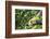 Hands of a Tea Picker Picking Tea in the Sri Lanka Central Highlands, Tea Country, Sri Lanka, Asia-Matthew Williams-Ellis-Framed Photographic Print