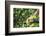 Hands of a Tea Picker Picking Tea in the Sri Lanka Central Highlands, Tea Country, Sri Lanka, Asia-Matthew Williams-Ellis-Framed Photographic Print