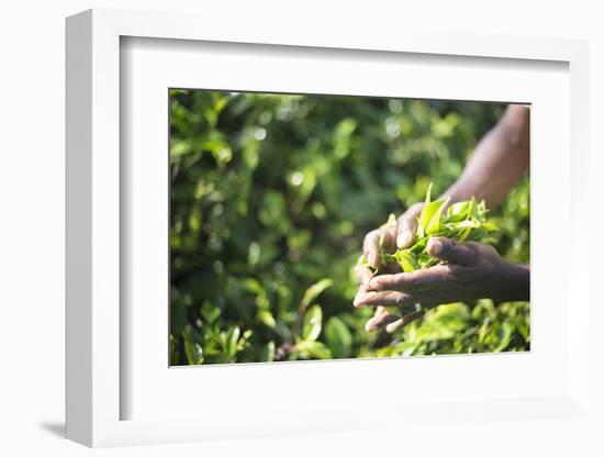 Hands of a Tea Picker Picking Tea in the Sri Lanka Central Highlands, Tea Country, Sri Lanka, Asia-Matthew Williams-Ellis-Framed Photographic Print