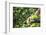 Hands of a Tea Picker Picking Tea in the Sri Lanka Central Highlands, Tea Country, Sri Lanka, Asia-Matthew Williams-Ellis-Framed Photographic Print