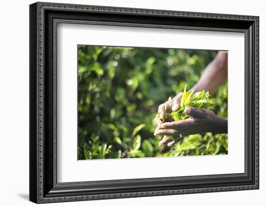 Hands of a Tea Picker Picking Tea in the Sri Lanka Central Highlands, Tea Country, Sri Lanka, Asia-Matthew Williams-Ellis-Framed Photographic Print