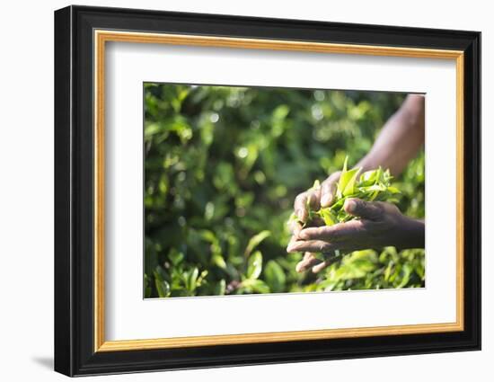 Hands of a Tea Picker Picking Tea in the Sri Lanka Central Highlands, Tea Country, Sri Lanka, Asia-Matthew Williams-Ellis-Framed Photographic Print