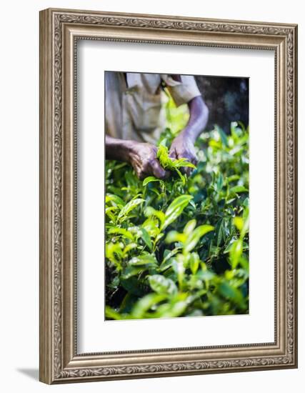 Hands of a Tea Picker Picking Tea in the Sri Lanka Central Highlands, Tea Country, Sri Lanka, Asia-Matthew Williams-Ellis-Framed Photographic Print