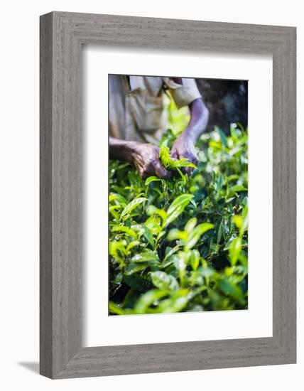 Hands of a Tea Picker Picking Tea in the Sri Lanka Central Highlands, Tea Country, Sri Lanka, Asia-Matthew Williams-Ellis-Framed Photographic Print