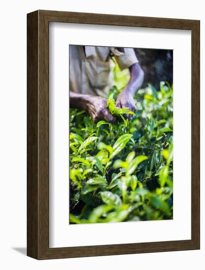 Hands of a Tea Picker Picking Tea in the Sri Lanka Central Highlands, Tea Country, Sri Lanka, Asia-Matthew Williams-Ellis-Framed Photographic Print