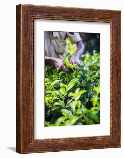 Hands of a Tea Picker Picking Tea in the Sri Lanka Central Highlands, Tea Country, Sri Lanka, Asia-Matthew Williams-Ellis-Framed Photographic Print