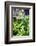 Hands of a Tea Picker Picking Tea in the Sri Lanka Central Highlands, Tea Country, Sri Lanka, Asia-Matthew Williams-Ellis-Framed Photographic Print