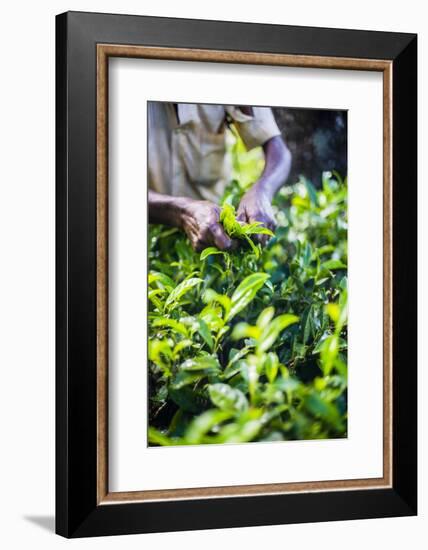 Hands of a Tea Picker Picking Tea in the Sri Lanka Central Highlands, Tea Country, Sri Lanka, Asia-Matthew Williams-Ellis-Framed Photographic Print