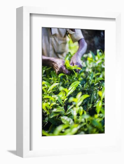 Hands of a Tea Picker Picking Tea in the Sri Lanka Central Highlands, Tea Country, Sri Lanka, Asia-Matthew Williams-Ellis-Framed Photographic Print