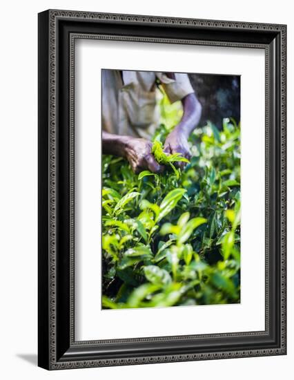 Hands of a Tea Picker Picking Tea in the Sri Lanka Central Highlands, Tea Country, Sri Lanka, Asia-Matthew Williams-Ellis-Framed Photographic Print