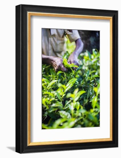 Hands of a Tea Picker Picking Tea in the Sri Lanka Central Highlands, Tea Country, Sri Lanka, Asia-Matthew Williams-Ellis-Framed Photographic Print