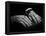 Hands of Russian Piano Virtuoso Sergei Rachmaninoff, with Wedding Ring on Right Hand-Eric Schaal-Framed Premier Image Canvas