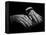 Hands of Russian Piano Virtuoso Sergei Rachmaninoff, with Wedding Ring on Right Hand-Eric Schaal-Framed Premier Image Canvas