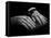 Hands of Russian Piano Virtuoso Sergei Rachmaninoff, with Wedding Ring on Right Hand-Eric Schaal-Framed Premier Image Canvas