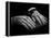 Hands of Russian Piano Virtuoso Sergei Rachmaninoff, with Wedding Ring on Right Hand-Eric Schaal-Framed Premier Image Canvas