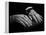 Hands of Russian Piano Virtuoso Sergei Rachmaninoff, with Wedding Ring on Right Hand-Eric Schaal-Framed Premier Image Canvas