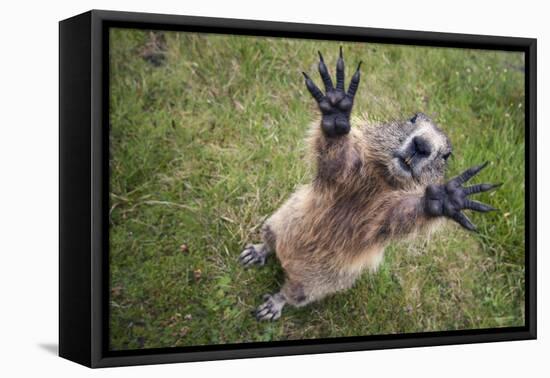 Handsalpine Marmot (Marmota Marmota) Reching Upwards, Hohe Tauern National Park, Austria, July-Edwin Giesbers-Framed Premier Image Canvas