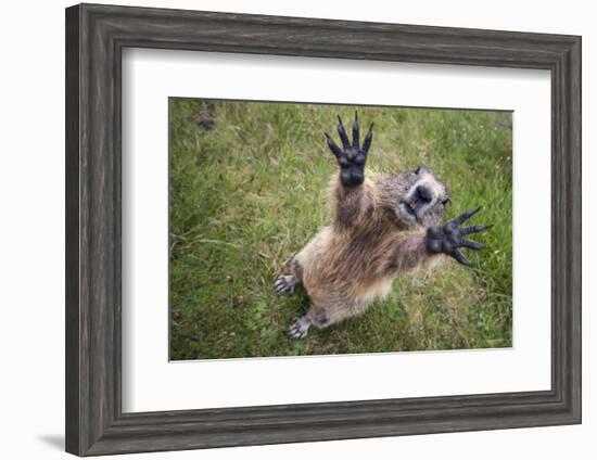 Handsalpine Marmot (Marmota Marmota) Reching Upwards, Hohe Tauern National Park, Austria, July-Edwin Giesbers-Framed Photographic Print