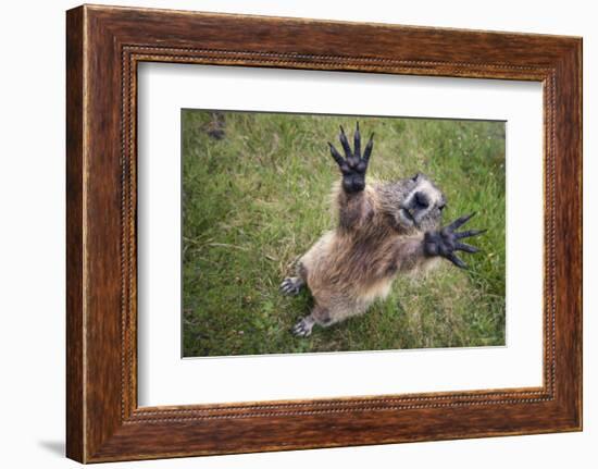 Handsalpine Marmot (Marmota Marmota) Reching Upwards, Hohe Tauern National Park, Austria, July-Edwin Giesbers-Framed Photographic Print