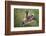 Handsalpine Marmot (Marmota Marmota) Reching Upwards, Hohe Tauern National Park, Austria, July-Edwin Giesbers-Framed Photographic Print