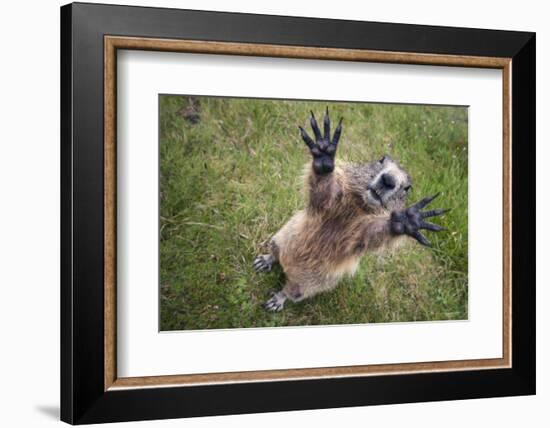 Handsalpine Marmot (Marmota Marmota) Reching Upwards, Hohe Tauern National Park, Austria, July-Edwin Giesbers-Framed Photographic Print